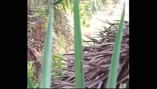 Desi village hot girl odisha Video
